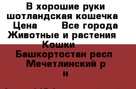 В хорошие руки шотландская кошечка › Цена ­ 7 - Все города Животные и растения » Кошки   . Башкортостан респ.,Мечетлинский р-н